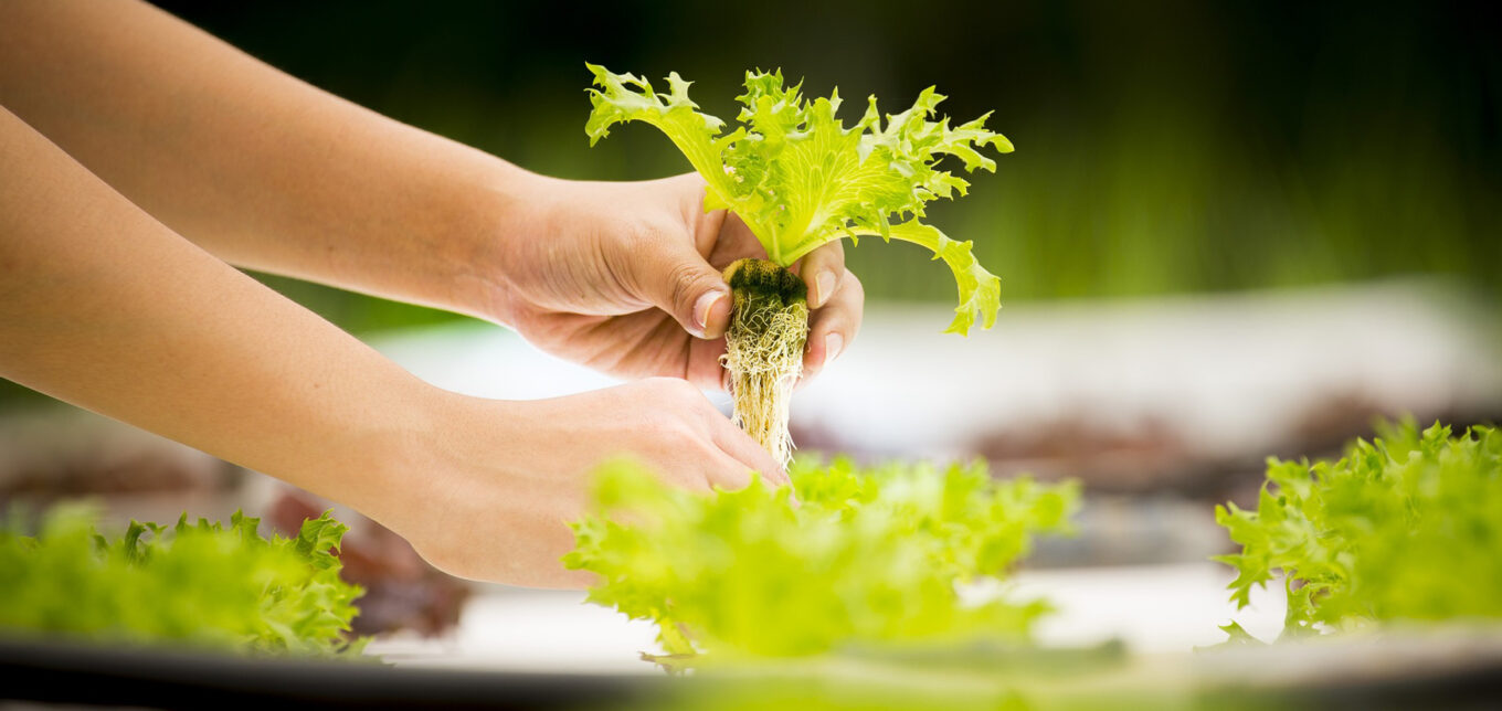 Aquaponic Gardening: Growing Fish and Vegetables Together – Mother Earth News - Vimarsana News